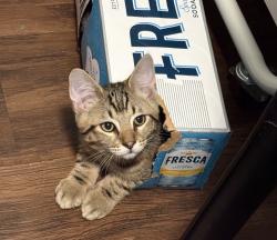 Reunited Male Cat last seen S 47th St, Oakes St, Alder, Tacoma, WA 98409
