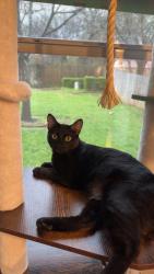 Reunited Female Cat last seen Coventry cir, North Richland Hills, TX 76182