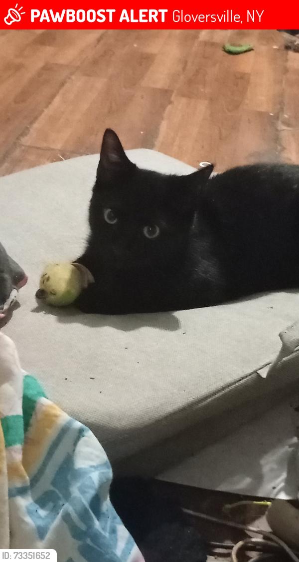 Lost Female Cat last seen Near John st, Gloversville, NY 12078