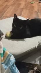 Lost Female Cat last seen Near John st, Gloversville, NY 12078