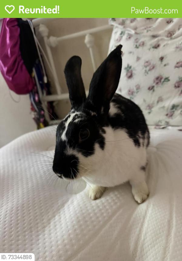 Reunited Unknown Rabbit last seen F st Union city, Union City, CA 94587