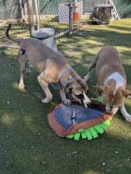 Shelter Stray Female Dog last seen LEANDER, TX, 7201 Levander Loop bldg a, Austin, TX 78702, USA