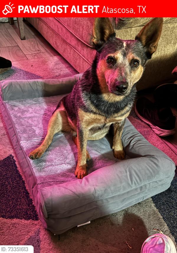 Lost Female Dog last seen Fowler Rd, Atascosa, TX 78002