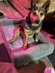 Lost Female Dog last seen Fowler Rd, Atascosa, TX 78002