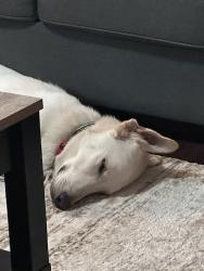 Shelter Stray Male Dog last seen Near Kale Drive, AUSTIN, TX, 78725, 7201 Levander Loop bldg a, Austin, TX 78702, USA