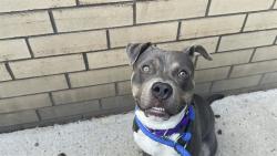 Shelter Stray Male Dog last seen Near Baycheseter Avenue, BRONX, NY, 10466, 326 E 110th St, New York, NY 10029, USA