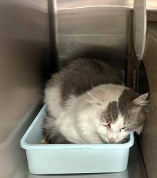 Shelter Stray Male Cat last seen Near S Obsidian Way, Kearns Township, UT, 84118, 511 W 3900 S, Salt Lake City, UT 84123, USA