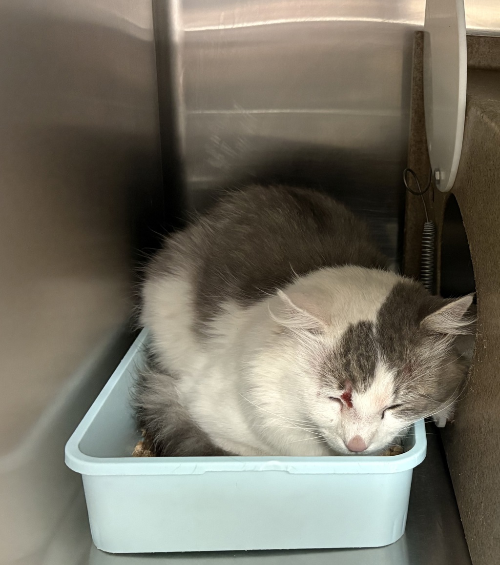 Shelter Stray Male Cat last seen Near S Obsidian Way, Kearns Township, UT, 84118, 511 W 3900 S, Salt Lake City, UT 84123, USA
