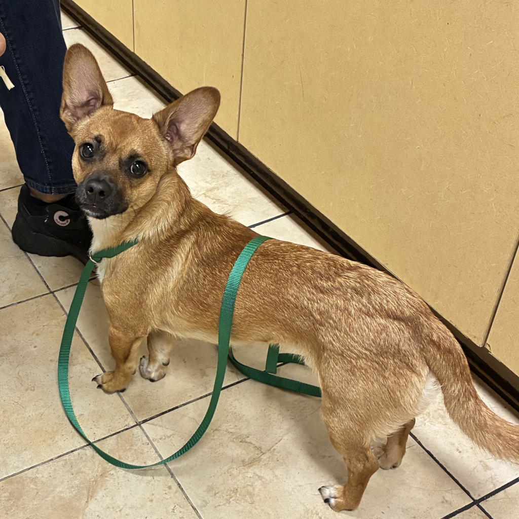 Shelter Stray Male Dog last seen 14th / Schuyler, OR, 1700 W Historic Columbia River Hwy, Troutdale, OR 97060, USA