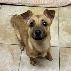 Shelter Stray Female Dog last seen Burnside / 122nd, PORTLAND, OR, 97216, 1700 W Historic Columbia River Hwy, Troutdale, OR 97060, USA
