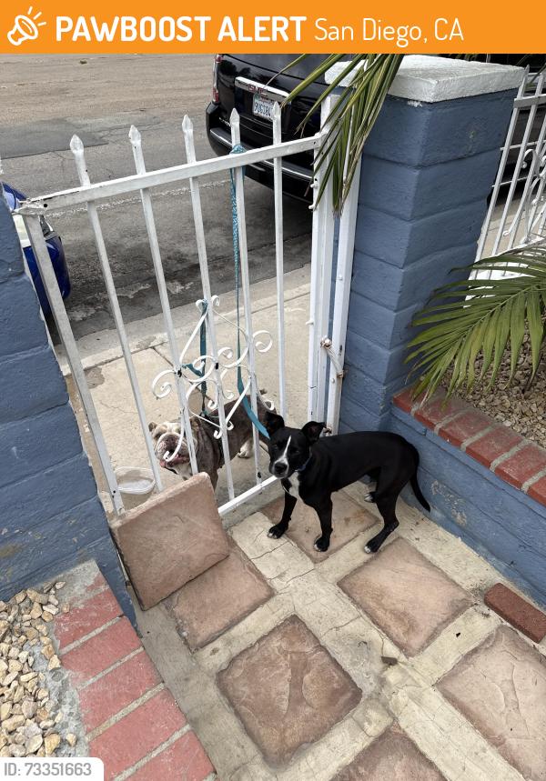 Found/Stray Female Dog last seen Streamview Dr and Spa St, San Diego, CA 92105