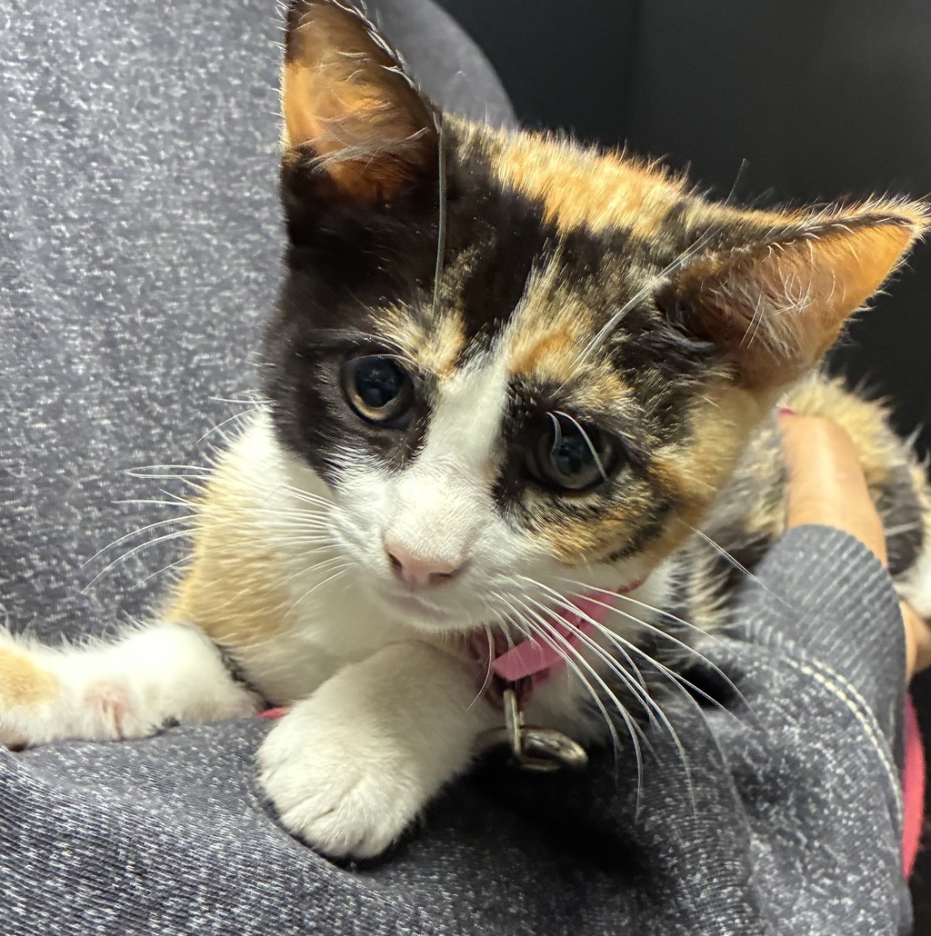 Shelter Stray Female Cat last seen SW 2nd/Main, OR, 1700 W Historic Columbia River Hwy, Troutdale, OR 97060, USA