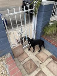 Found/Stray Female Dog last seen Streamview Dr and Spa St, San Diego, CA 92105