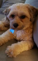 Reunited Male Dog last seen Providence Drive Islip Terrace, NY 11752, Islip Terrace, NY 11752