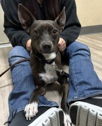 Shelter Stray Female Dog last seen El Caballo Drive, Oceanside, CA, 92057, Oceanside, CA 92058, USA