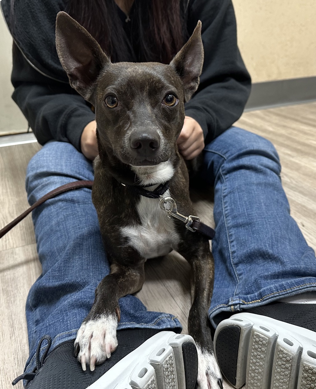 Shelter Stray Female Dog last seen El Caballo Drive, Oceanside, CA, 92057, Oceanside, CA 92058, USA