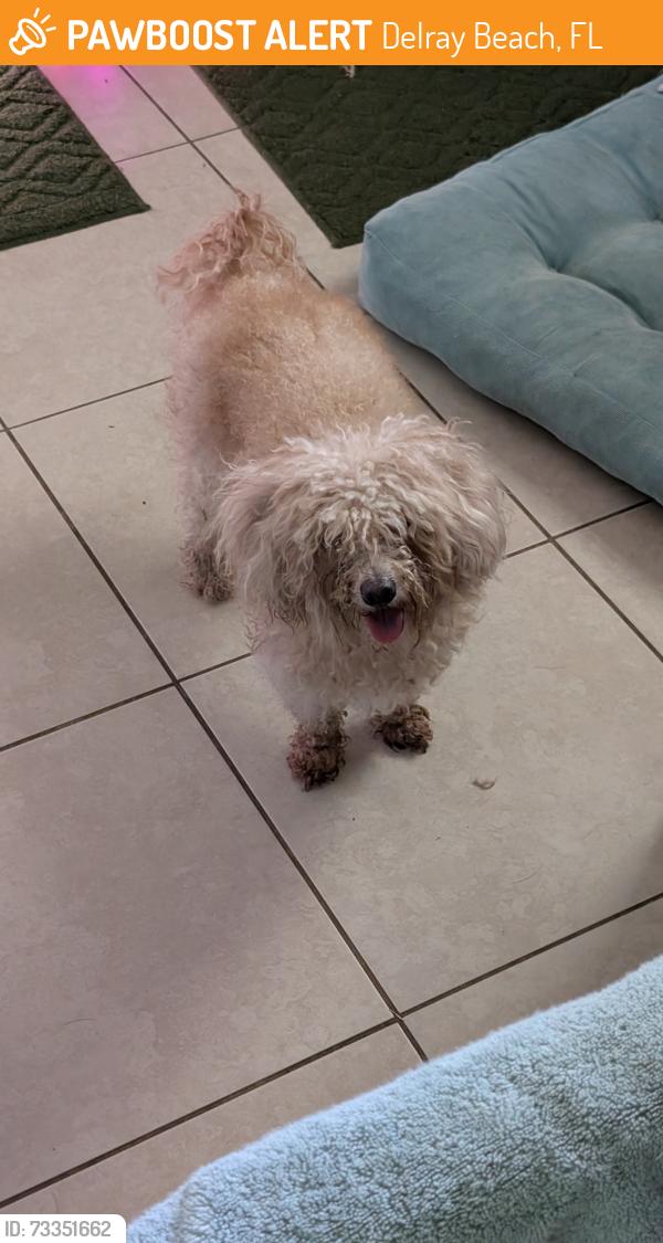 Found/Stray Female Dog last seen Homewood Blvd and Lowson Blvd, Delray Beach, FL 33445
