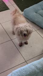 Found/Stray Female Dog last seen Homewood Blvd and Lowson Blvd, Delray Beach, FL 33445
