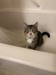 Lost Male Cat last seen Rickey st, Salem, OR 97317