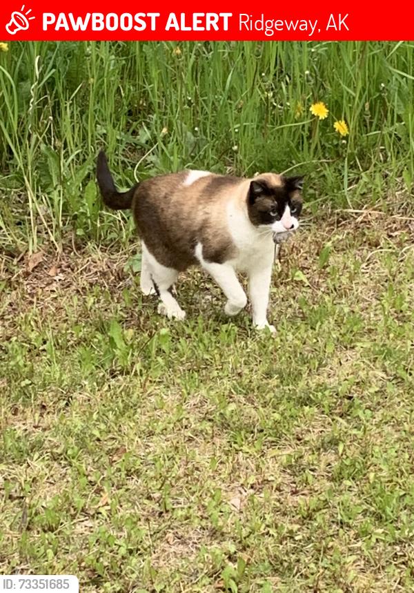 Lost Female Cat last seen Denise lake rd, Ridgeway, AK 99669