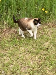 Lost Female Cat last seen Denise lake rd, Ridgeway, AK 99669