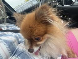 Reunited Female Dog last seen Near Graystone hills Conroe Texas 77304, Conroe, TX 77304