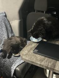 Reunited Male Cat last seen Animal Emergency and Veterinary, Bakersfield, CA 93309