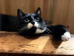 Lost Male Cat last seen Samish & Old Samish by the gravel Logging Road, Bellingham, WA 98229