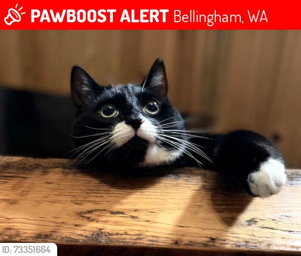 Lost Male Cat last seen Samish & Old Samish by the gravel Logging Road, Bellingham, WA 98229