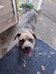 Found/Stray Male Dog last seen Elysian Dr, Memphis, TN 38128