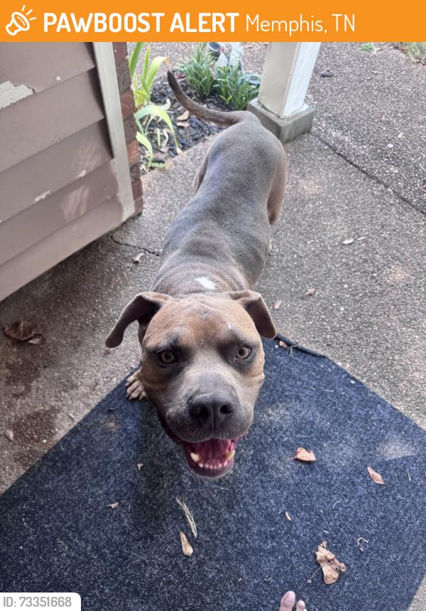 Found/Stray Male Dog last seen Elysian Dr, Memphis, TN 38128