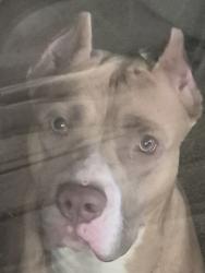 Lost Male Dog last seen Forest point apmts, Durham, NC 27705
