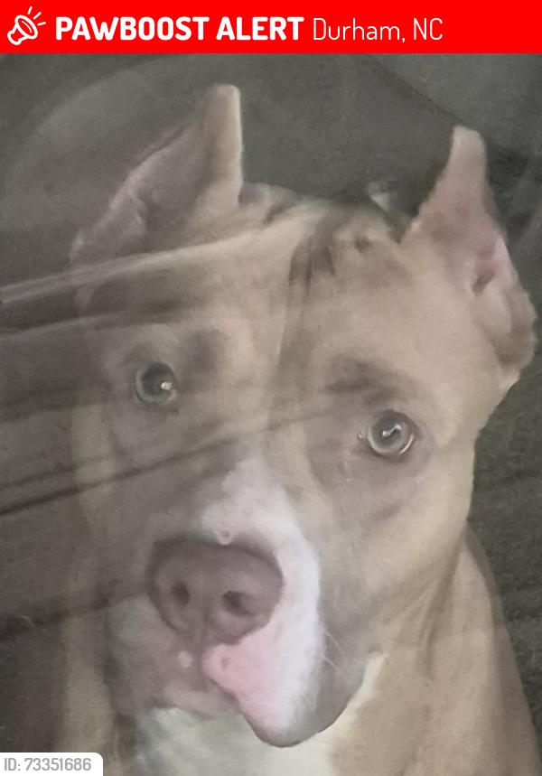Lost Male Dog last seen Forest point apmts, Durham, NC 27705