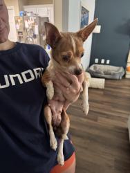 Reunited Female Dog last seen Silver Comet Trail, Dallas, GA 30141