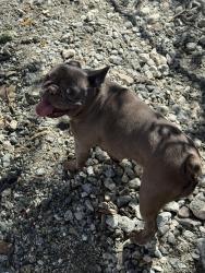 Lost Female Dog last seen Civic center community reservation park, Ontario, CA 91764