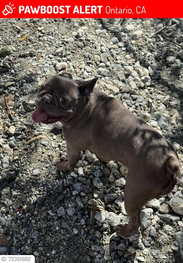 Lost Female Dog last seen Civic center community reservation park, Ontario, CA 91764