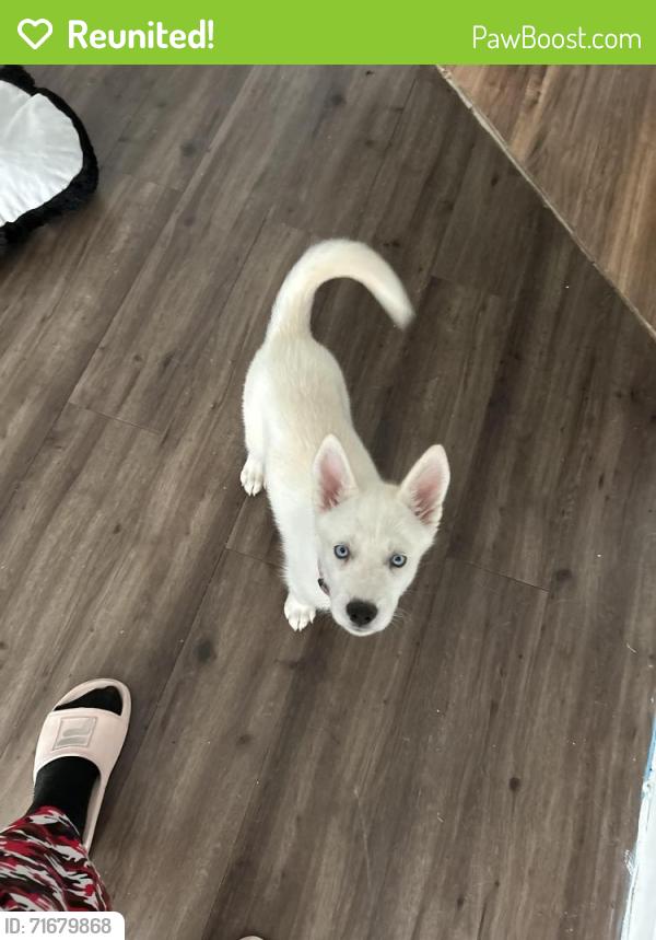 Reunited Female Cat last seen Near Walnut Hill Ln ,Dallas Tx 75238, Dallas, TX 75238