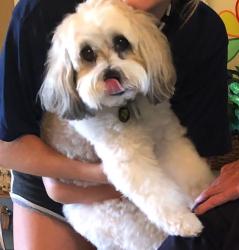 Lost Male Dog last seen Jasmine Drive……Grand Haven Palm Coast, Palm Coast, FL 32137