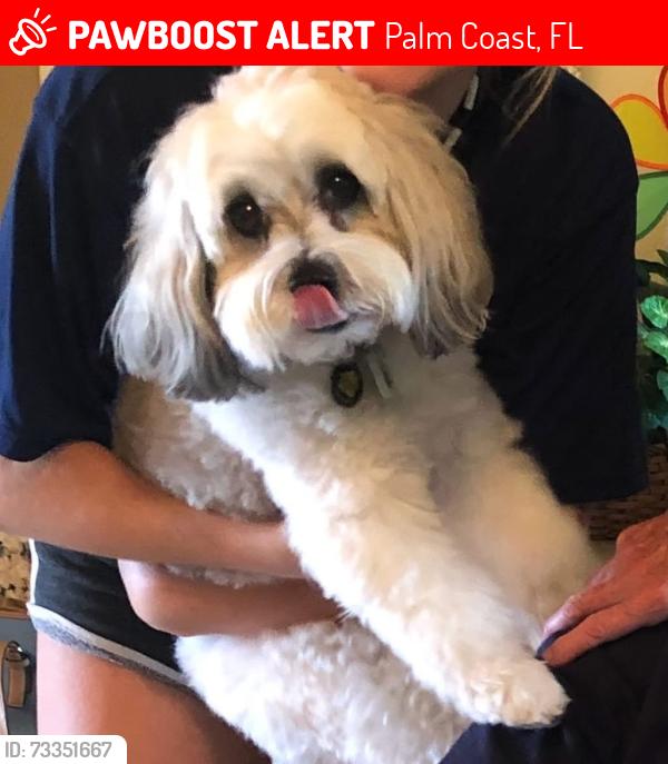 Lost Male Dog last seen Jasmine Drive……Grand Haven Palm Coast, Palm Coast, FL 32137