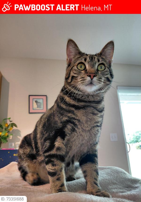 Lost Male Cat last seen Yuhas Avenue, Helena, MT 59602