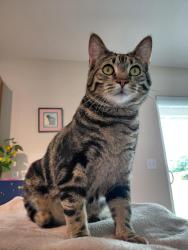 Lost Male Cat last seen Yuhas Avenue, Helena, MT 59602