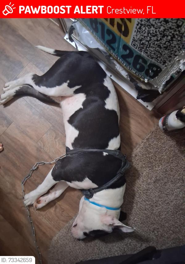 Lost Male Dog last seen Pic and sav, Crestview, FL 32536