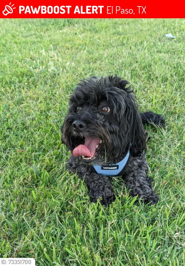 Lost Male Dog last seen Peyton and Rojas, El Paso, TX 79928