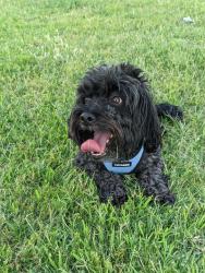 Lost Male Dog last seen Peyton and Rojas, El Paso, TX 79928