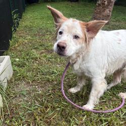 Shelter Stray Female Dog last seen , 8020 Washington St, Port Richey, FL 34668, USA