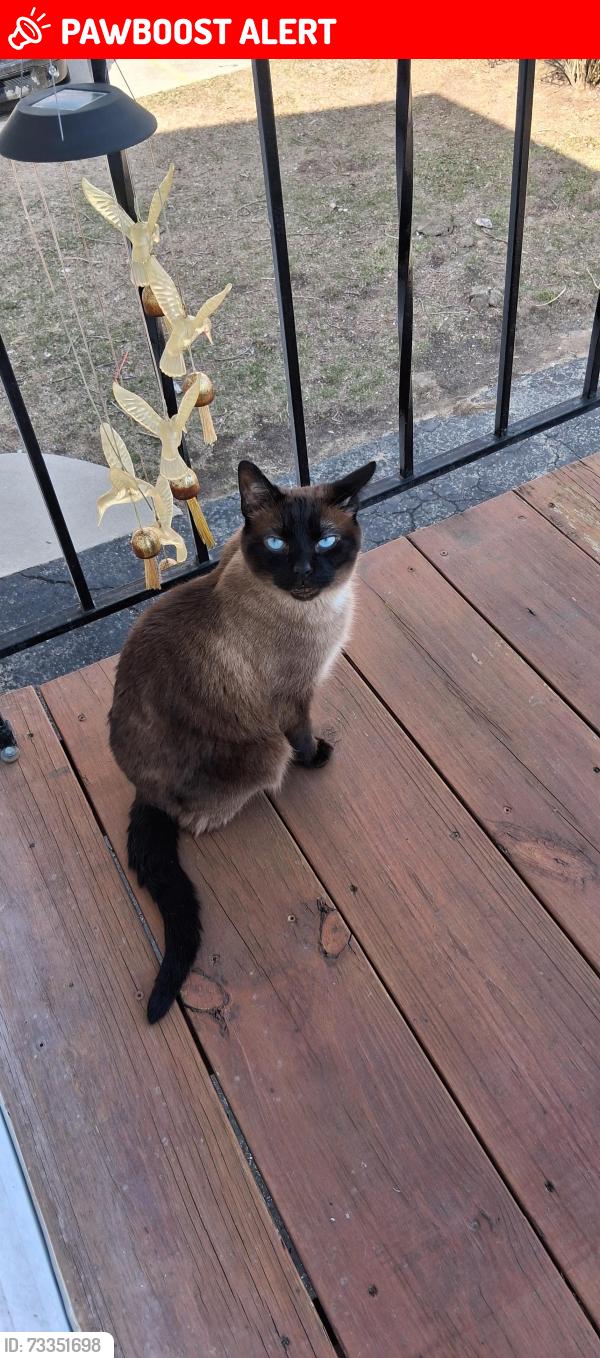 Lost Male Cat last seen 16 Mile Road & Union Lake Road, Harrison Township, MI 48045
