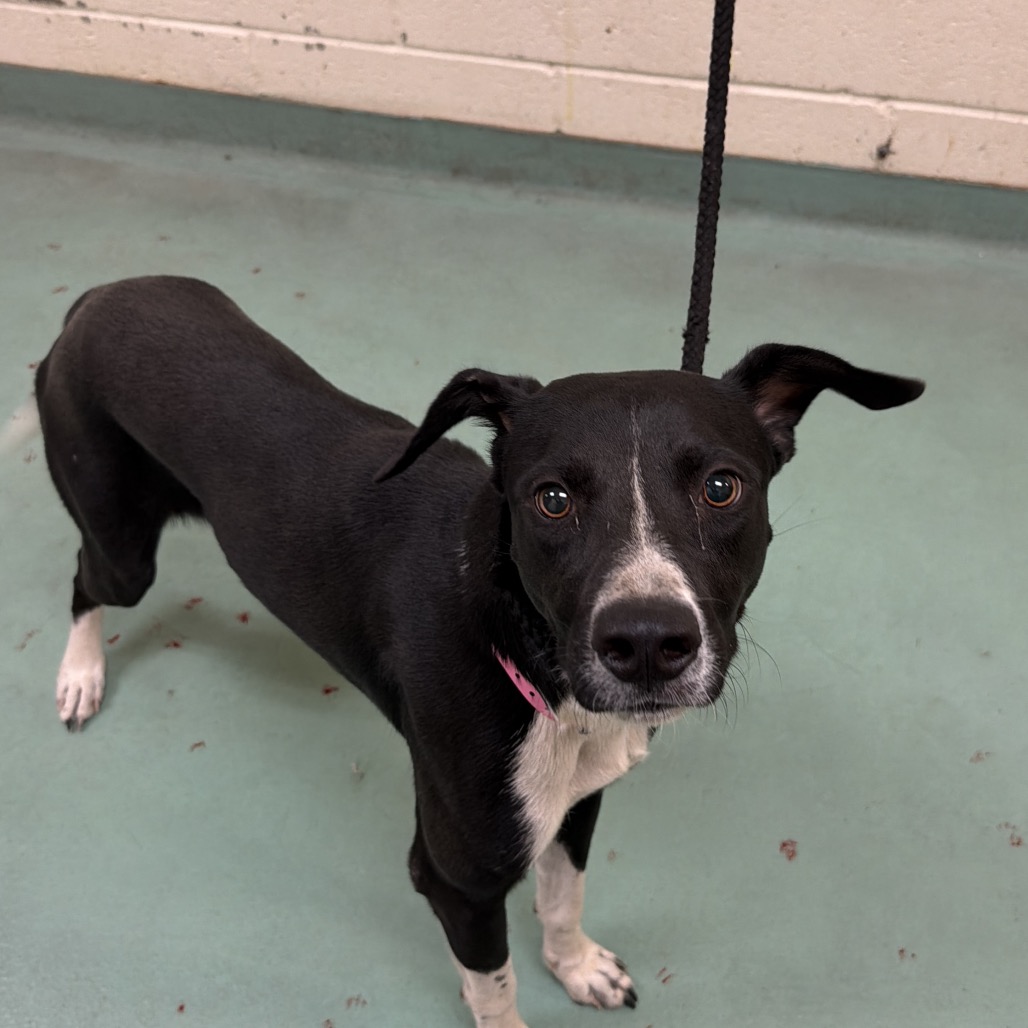 Shelter Stray Female Dog last seen , 2350 Appling City Cove, Memphis, TN 38133, USA