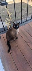 Lost Male Cat last seen 16 Mile Road & Union Lake Road, Harrison Township, MI 48045