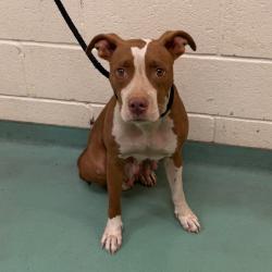 Shelter Stray Female Dog last seen , 2350 Appling City Cove, Memphis, TN 38133, USA