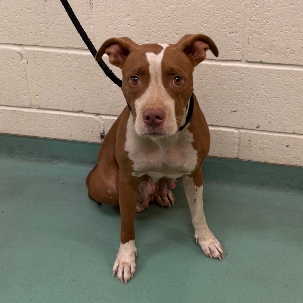 Shelter Stray Female Dog last seen , 2350 Appling City Cove, Memphis, TN 38133, USA